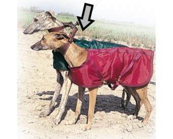 COLLAR GALGO CON MOSQUETON PARA 2 GALGOS