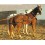 ENGANCHE INGLESA DOBLE COLLARIN