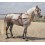 ENGANCHE INGLESA SENCILLO COLLARIN
