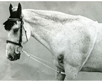 CHAMBON ALGODON 1799